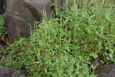Ischaemum impressum, photographed by S.MORE