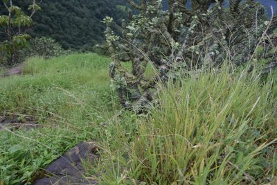 Tripogon jacquemontii, photographed by S.MORE