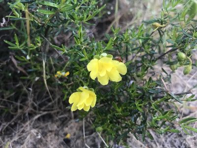 Hibbertia hypericoides, photographed by Ann Bentley