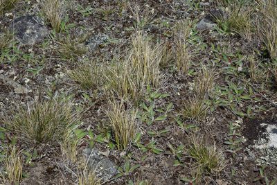 Carex muelleri, photographed by John Barkla