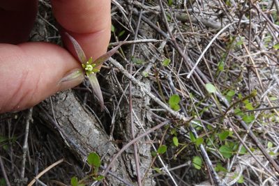 Clematis quadribracteolata, photographed by John Barkla