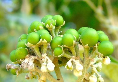 Solanum hazenii, photographed by Francisco Farriols Sarabia