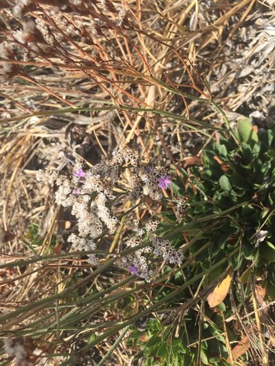 Limonium ramosissimum, photographed by Rachael Monosson