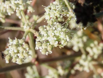 Seseli tortuosum, photographed by Emanuele Santarelli