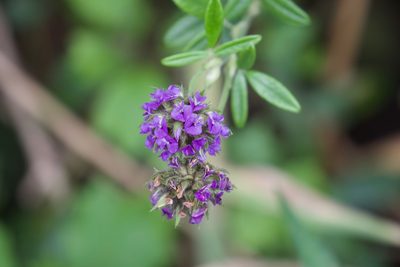 Afrolobium sericeum, photographed by nevwright