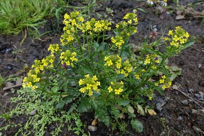 Barbarea intermedia, photographed by John Barkla