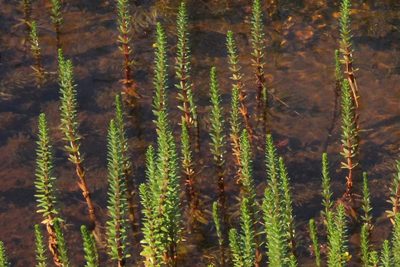 Hippuris lanceolata, photographed by Quinten Wiegersma