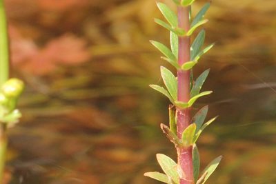Hippuris lanceolata, photographed by Quinten Wiegersma