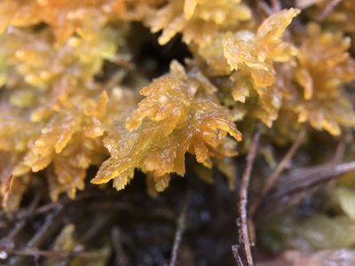 Sphagnum tenellum, photographed by Andrew Melton