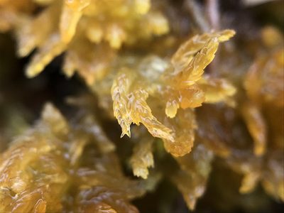 Sphagnum tenellum, photographed by Andrew Melton