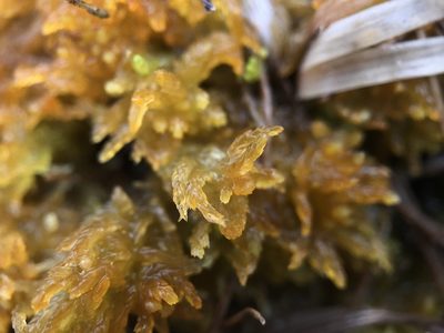 Sphagnum tenellum, photographed by Andrew Melton