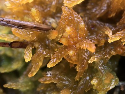 Sphagnum tenellum, photographed by Andrew Melton