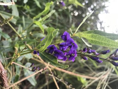 Hardenbergia comptoniana, photographed by Ann Bentley