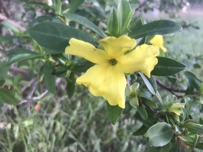 Hibbertia cuneiformis, photographed by Ann Bentley