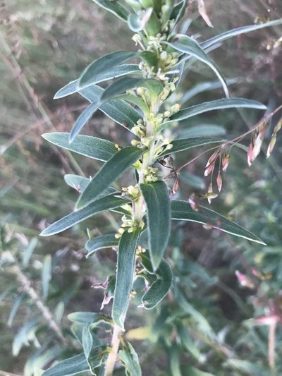Pimelea argentea, photographed by Ann Bentley