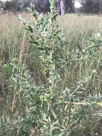 Pimelea argentea, photographed by Ann Bentley