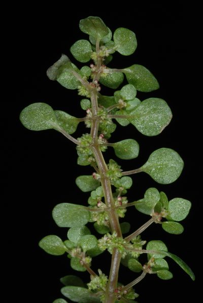Pilea herniarioides, photographed by Douglas Goldman