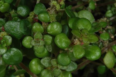 Pilea herniarioides, photographed by Douglas Goldman