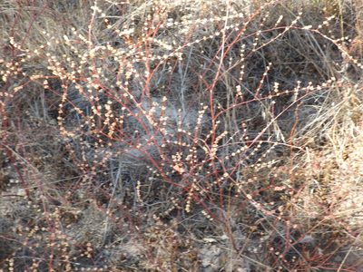 Eriogonum gracile, photographed by Amy