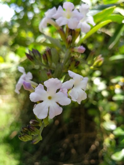 Duranta triacantha, photographed by sandy-espinozaf