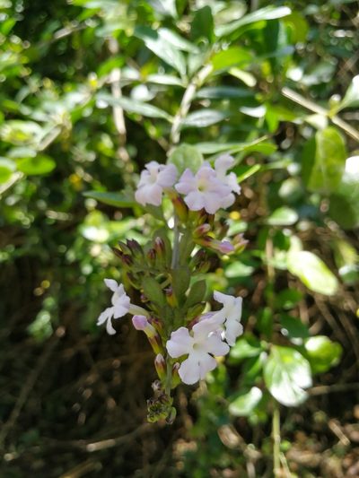 Duranta triacantha, photographed by sandy-espinozaf