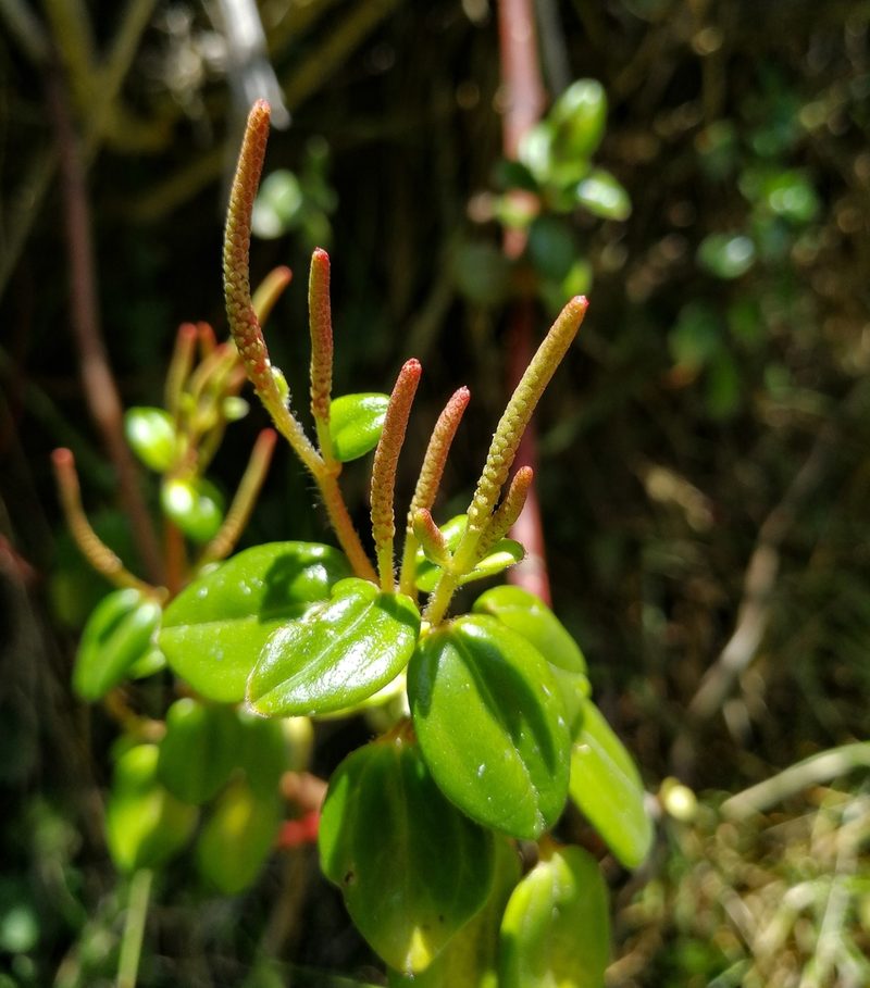 Peperomia rotundata, photographed by sandy-espinozaf