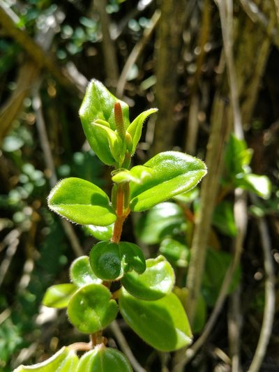 Peperomia rotundata, photographed by sandy-espinozaf