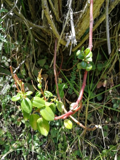 Peperomia rotundata, photographed by sandy-espinozaf