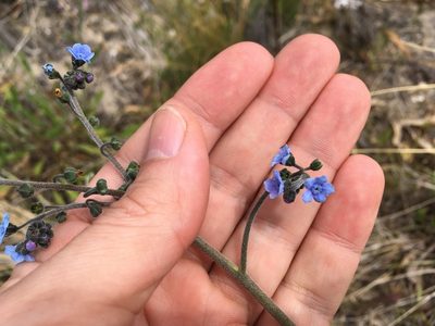 Cynoglossum australe, photographed by Miguel de Salas