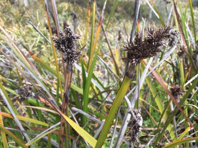 Lepidosperma gladiatum, photographed by Miguel de Salas