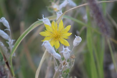 Mentzelia longiloba, photographed by Eliseo D Moreno