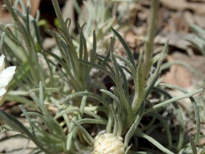 Leucochrysum albicans, photographed by coenobita