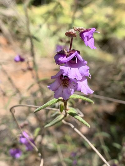 Prostanthera hirtula, photographed by Guy Taseski