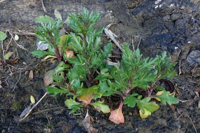 Senecio carnosulus, photographed by John Barkla
