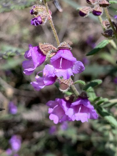 Prostanthera hirtula, photographed by Guy Taseski
