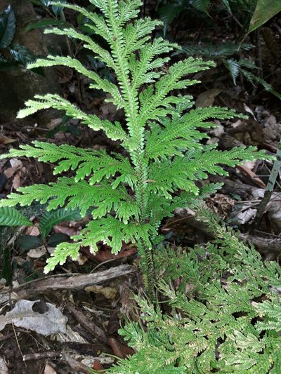 Selaginella hordeiformis, photographed by naturewatchwidow