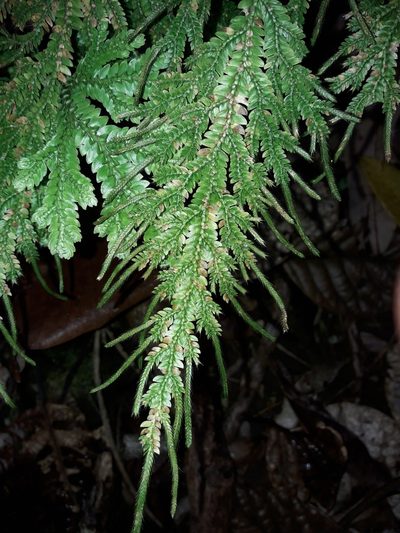 Selaginella hordeiformis, photographed by naturewatchwidow