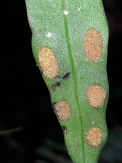 Dictymia mckeei, photographed by naturewatchwidow