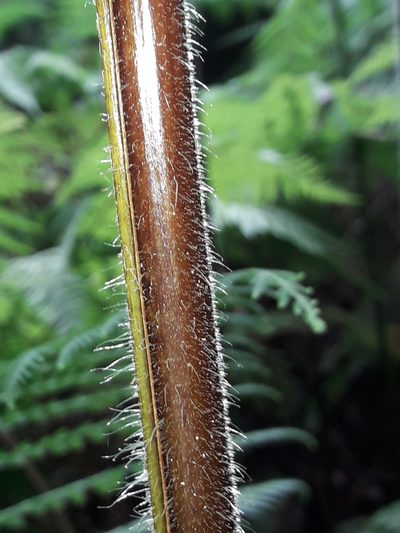 Hypolepis elegans, photographed by naturewatchwidow