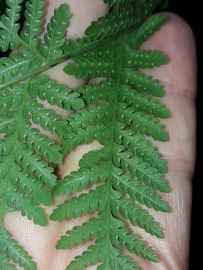 Hypolepis elegans, photographed by naturewatchwidow