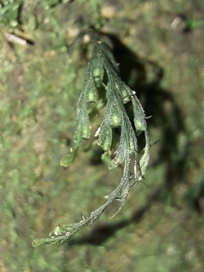 Crepidomanes bipunctatum, photographed by naturewatchwidow