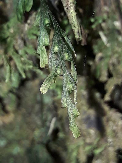 Crepidomanes bipunctatum, photographed by naturewatchwidow