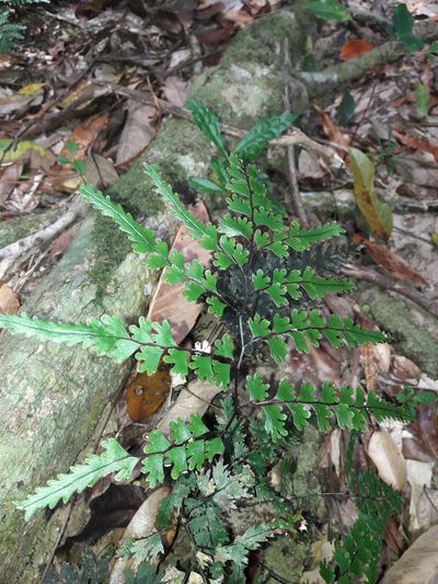 Lindsaea prolongata, photographed by naturewatchwidow