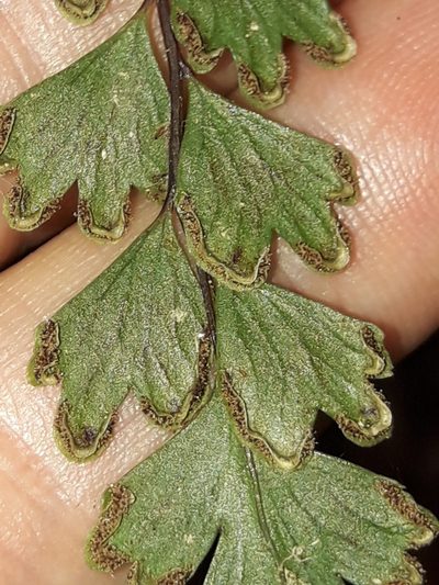 Lindsaea prolongata, photographed by naturewatchwidow