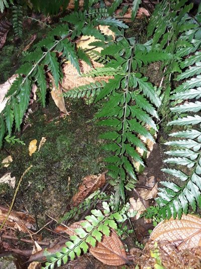 Asplenium lobulatum, photographed by naturewatchwidow