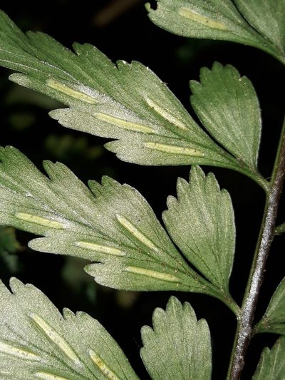 Asplenium lobulatum, photographed by naturewatchwidow