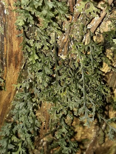 Polyphlebium vieillardii, photographed by naturewatchwidow