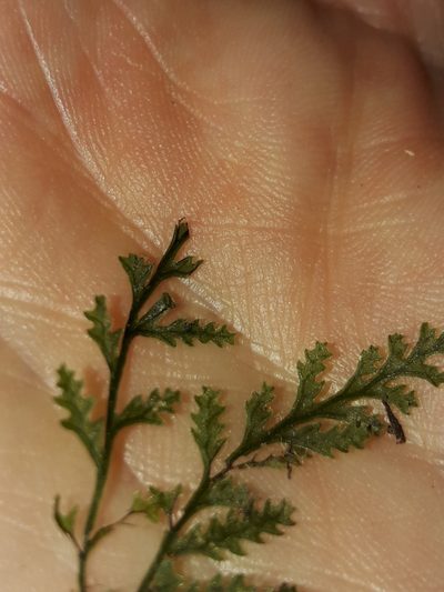 Polyphlebium vieillardii, photographed by naturewatchwidow