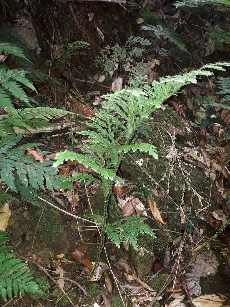 Selaginella hordeiformis, photographed by naturewatchwidow