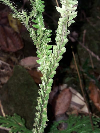 Selaginella hordeiformis, photographed by naturewatchwidow